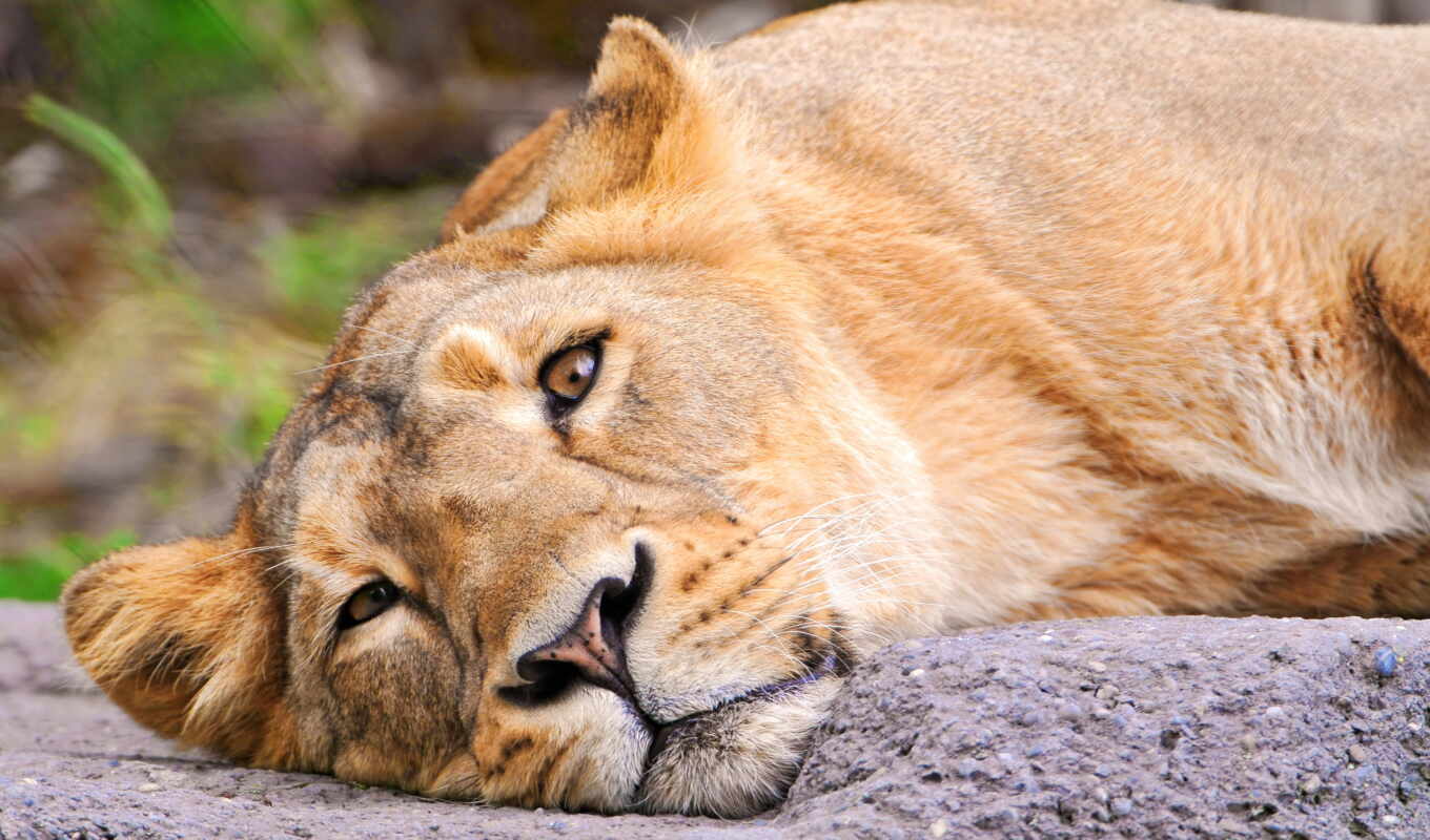 lion, лежит, грустный, морда, львица
