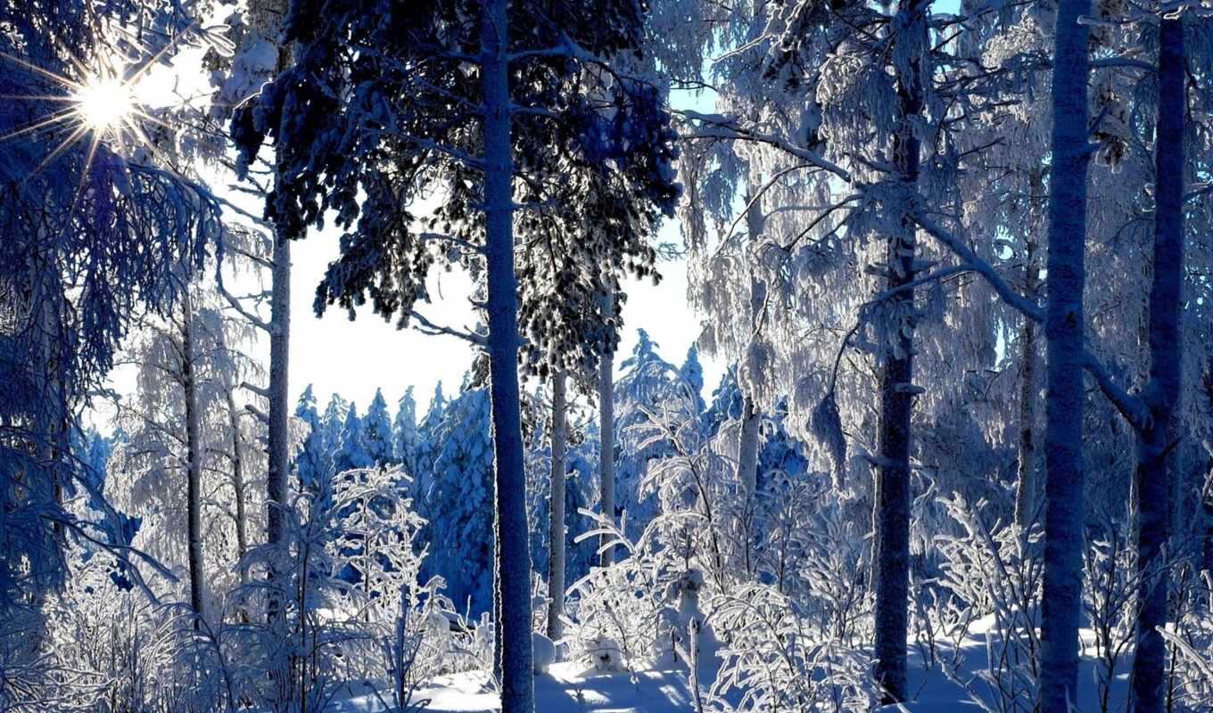природа, изображение, снег, winter, tapety, trees, seasons