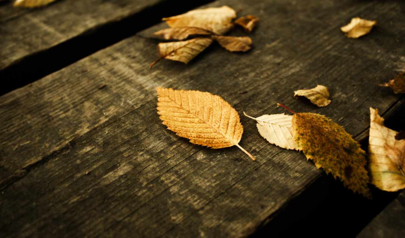 collection, user, see, autumn, another, board, kappa