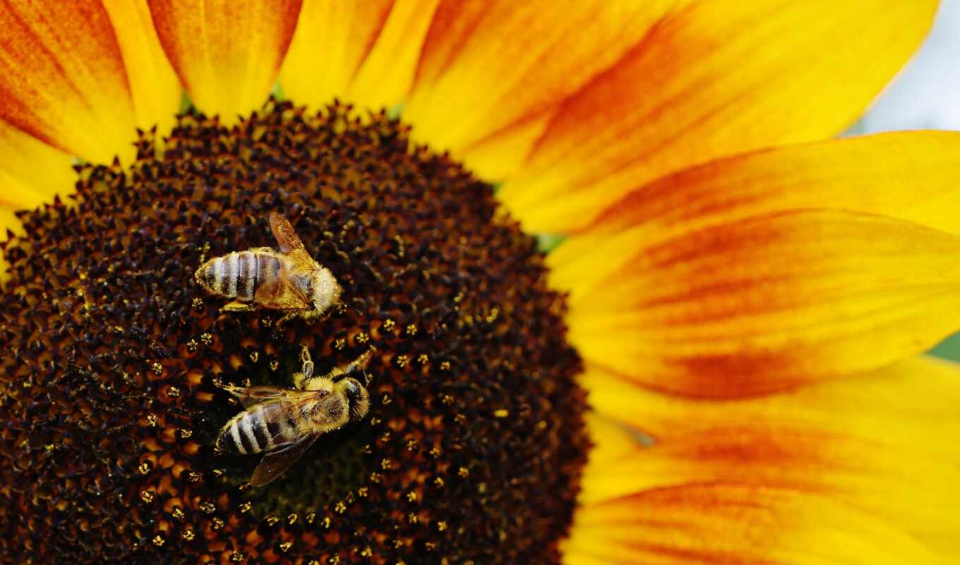 коллекция, пчелка, подсолнух, yellow, опыление, пчелы, helianthus