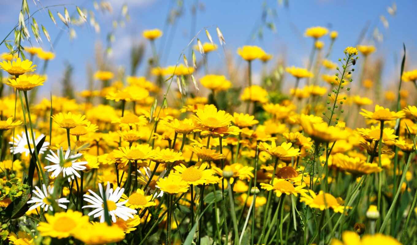 небо, цветы, поле, yellow, daisy, ромашка, луг, postcard