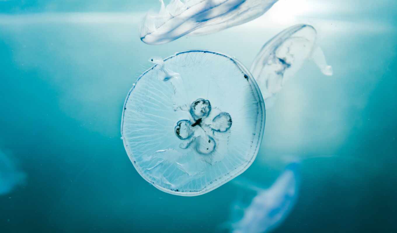 underwater, jellyfish, аквариум, миро, море, ocean, water, fish