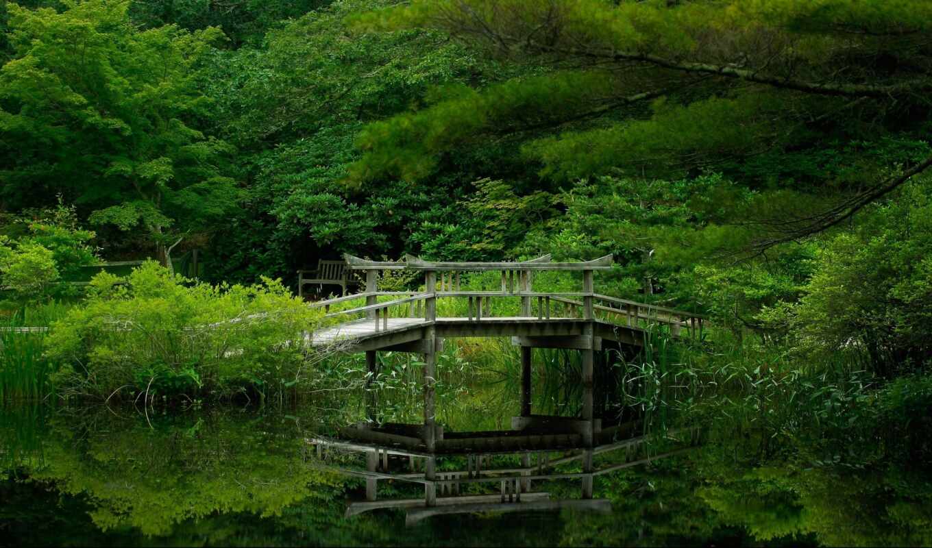 природа, лес, мост, река