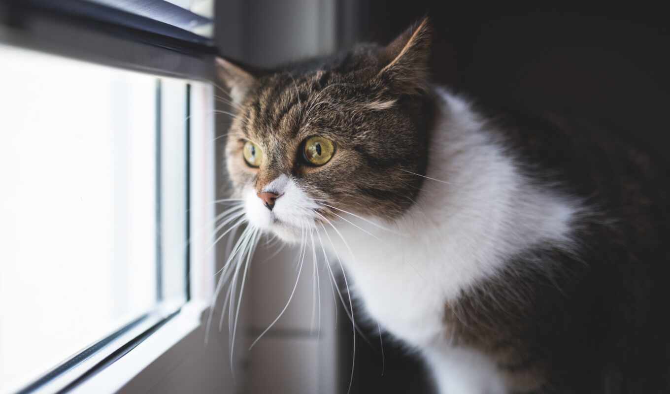 окно, кот, see, заставок