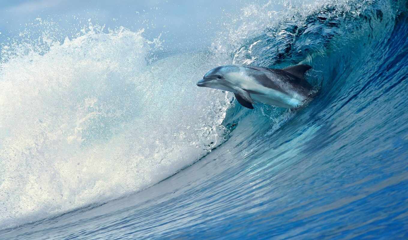 волна, красивый, дельфина, stokovyi, oir, depositphotosdelfina