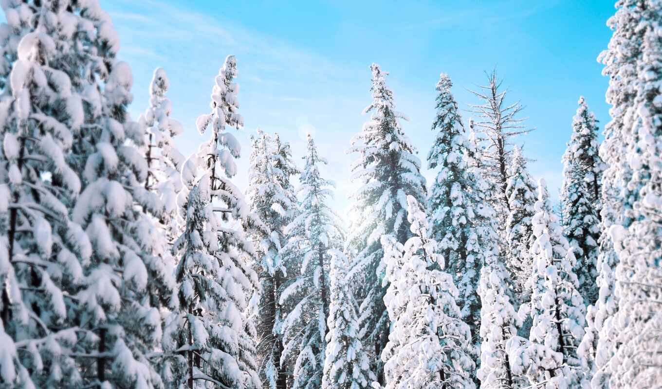 дерево, fir, снег, winter, pine