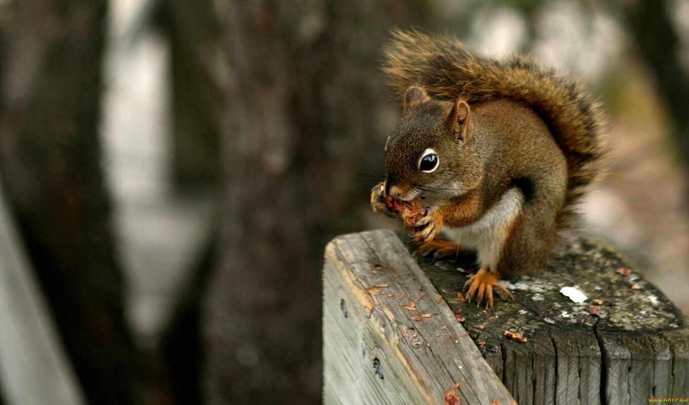 red, animals, белка, сша, nuts, eating, коричневый, squirrels, nut