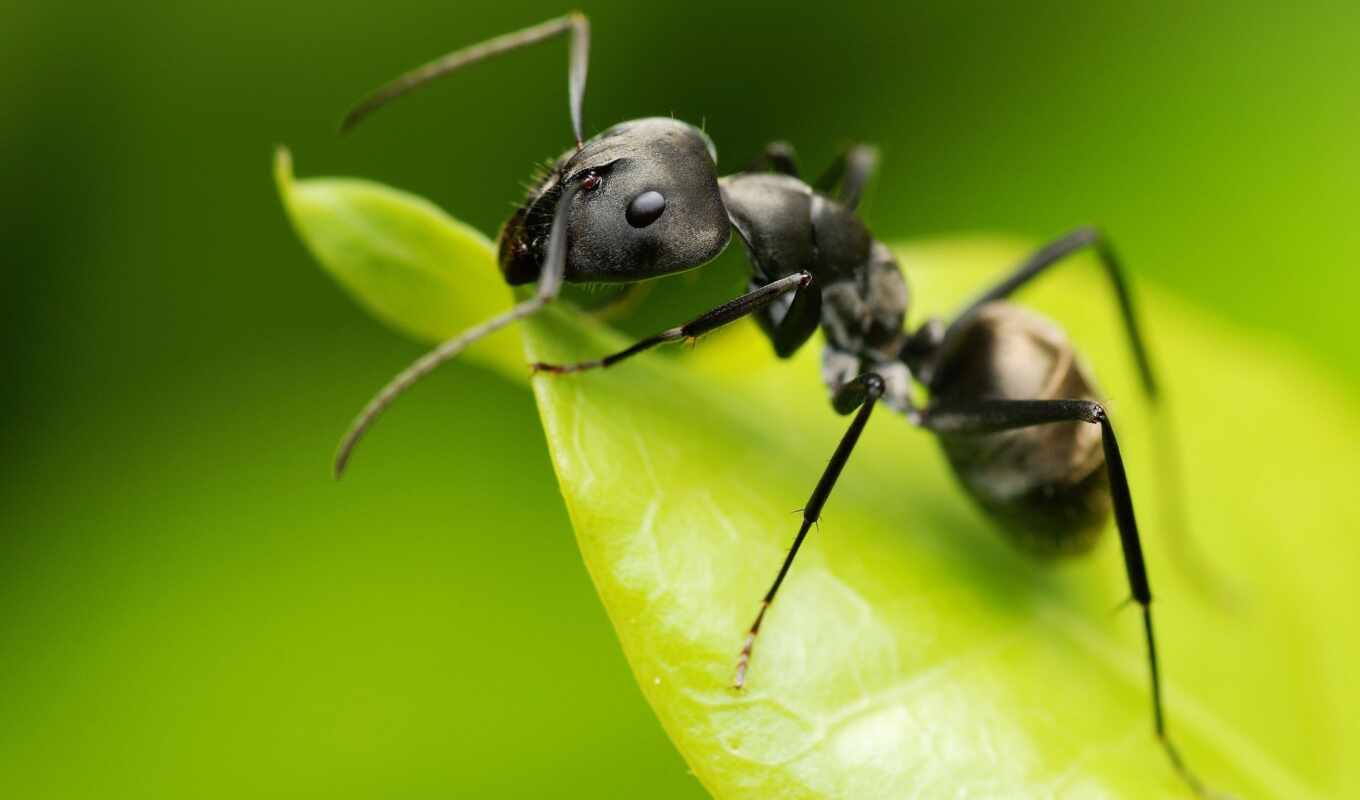 ant, ordinary, муравьи, муравьев, тонкоголовый, муравья