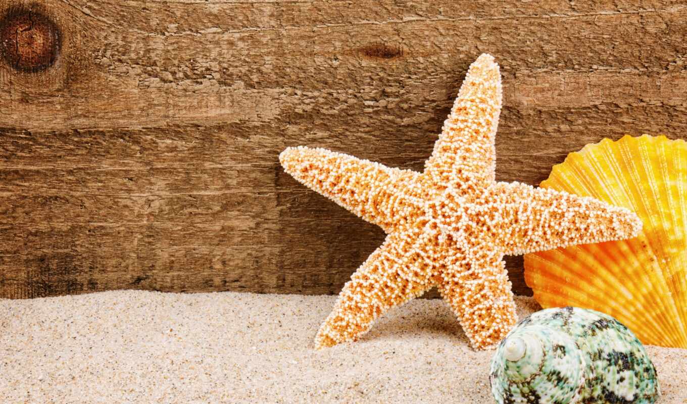 фото, море, песок, stock, морская, клипарт, star, морские, ракушки