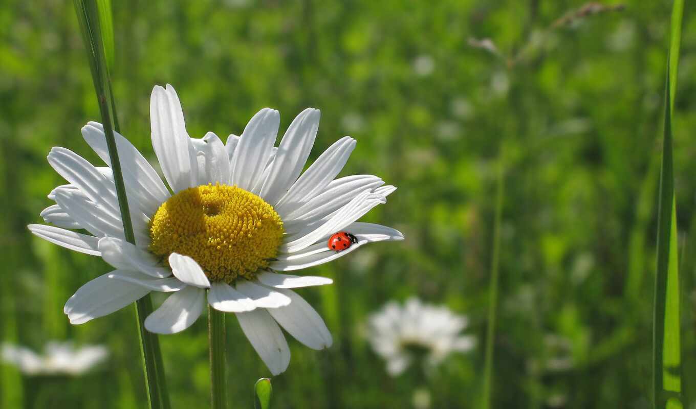 flowers, you, play, google, live, God's, cow, chamomile, God 's, a cow