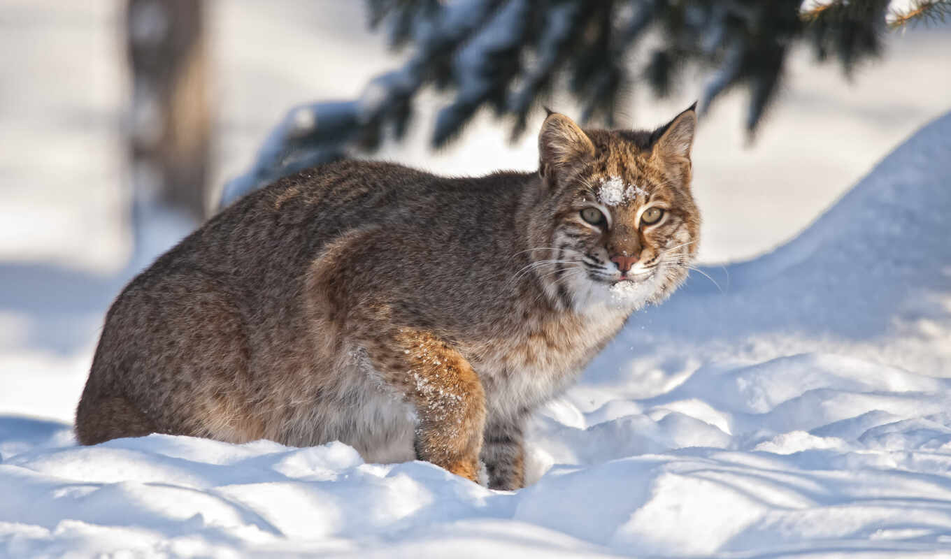 background, snow, winter, cat, images, lynx, bobcat, id