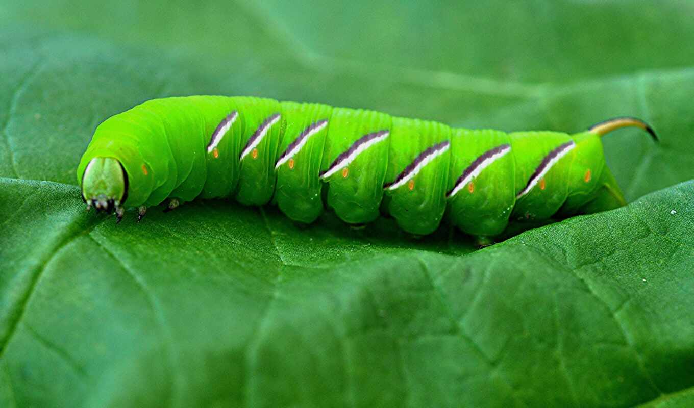 mac, sheet, green, verde, caterpillar, leaf, background image, manduca, populus