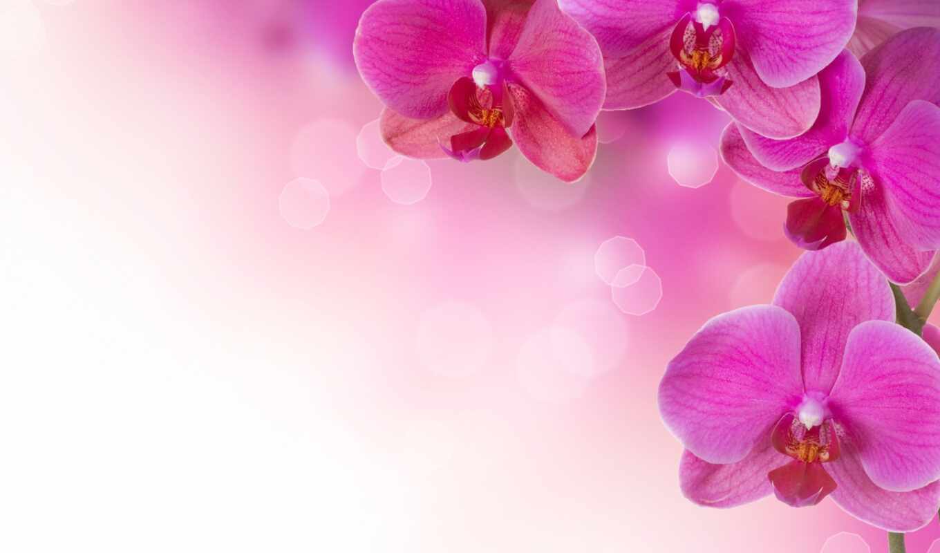 цветы, розовый, растение, красивый, орхидея, эстель, chocolaty