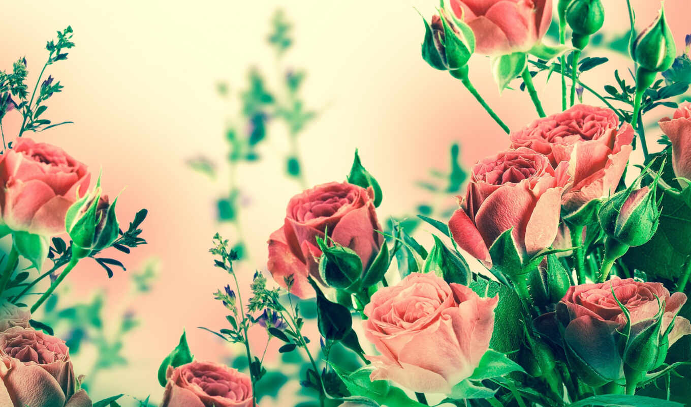 цветы, роза, white, фон, розовый, красивый, растровый, тюльпан