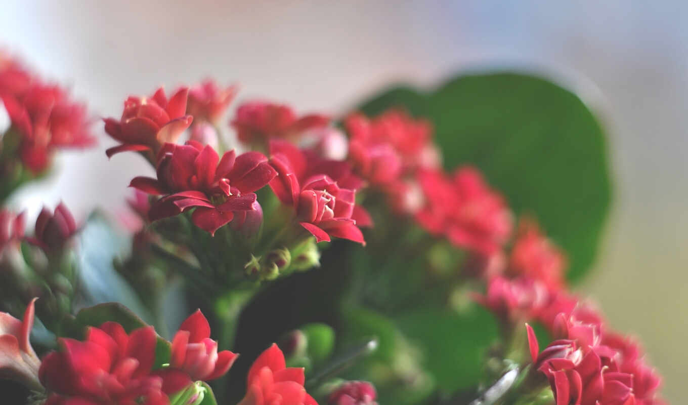 flowers, red, beautiful