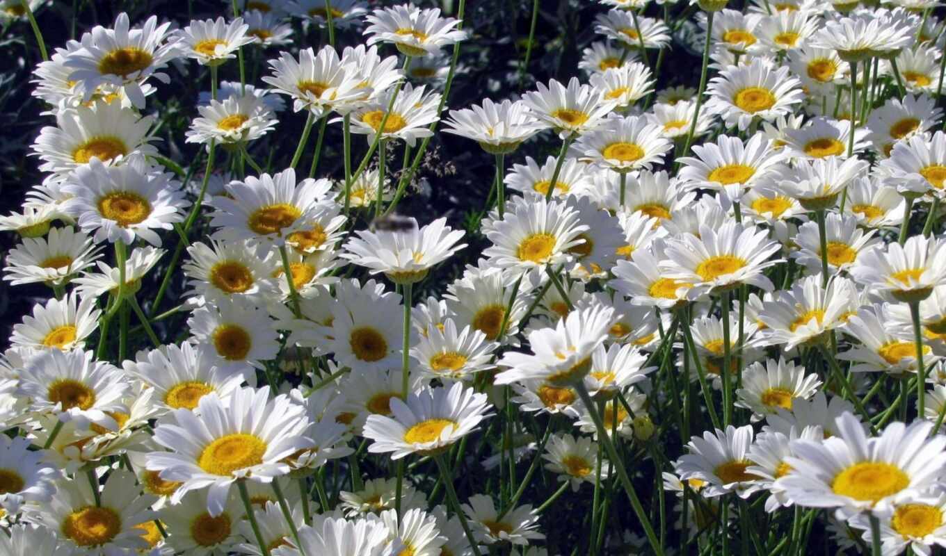 цветы, white, sunny, daisy, funart, проромашка