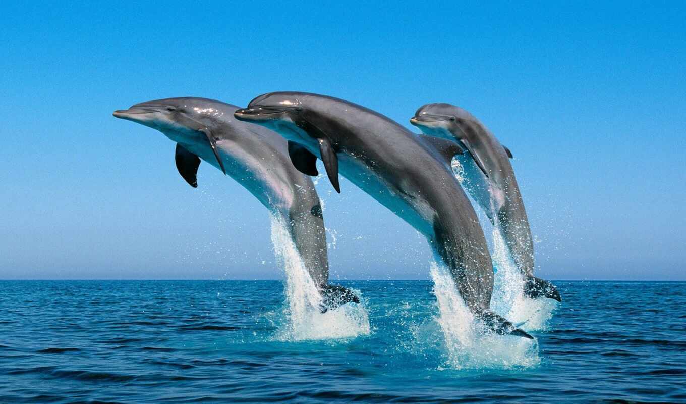 три, дельфина