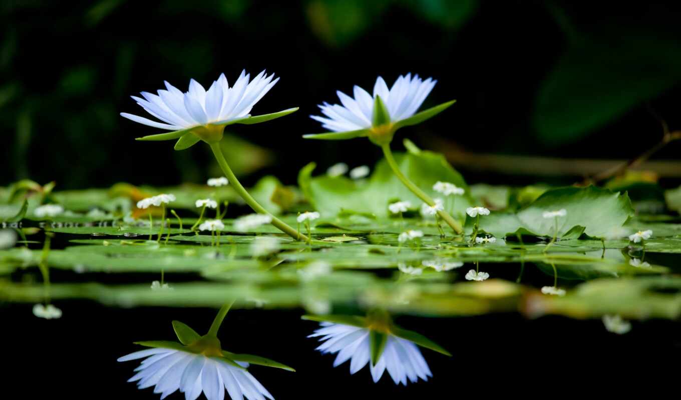 озеро, цветы, white, water, lily