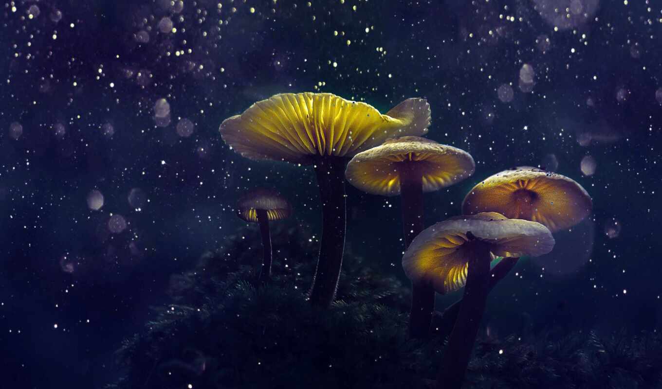 магия, mushroom