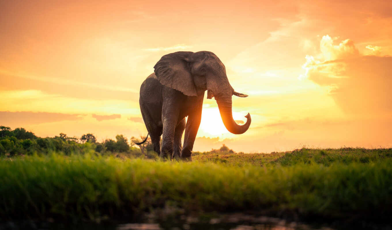 sunset, elephant