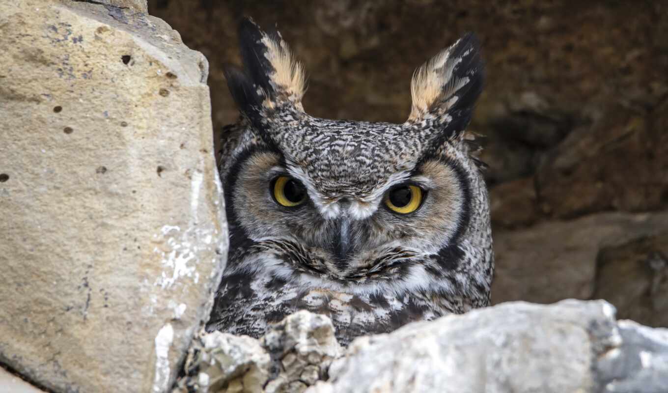 owl, great, horned