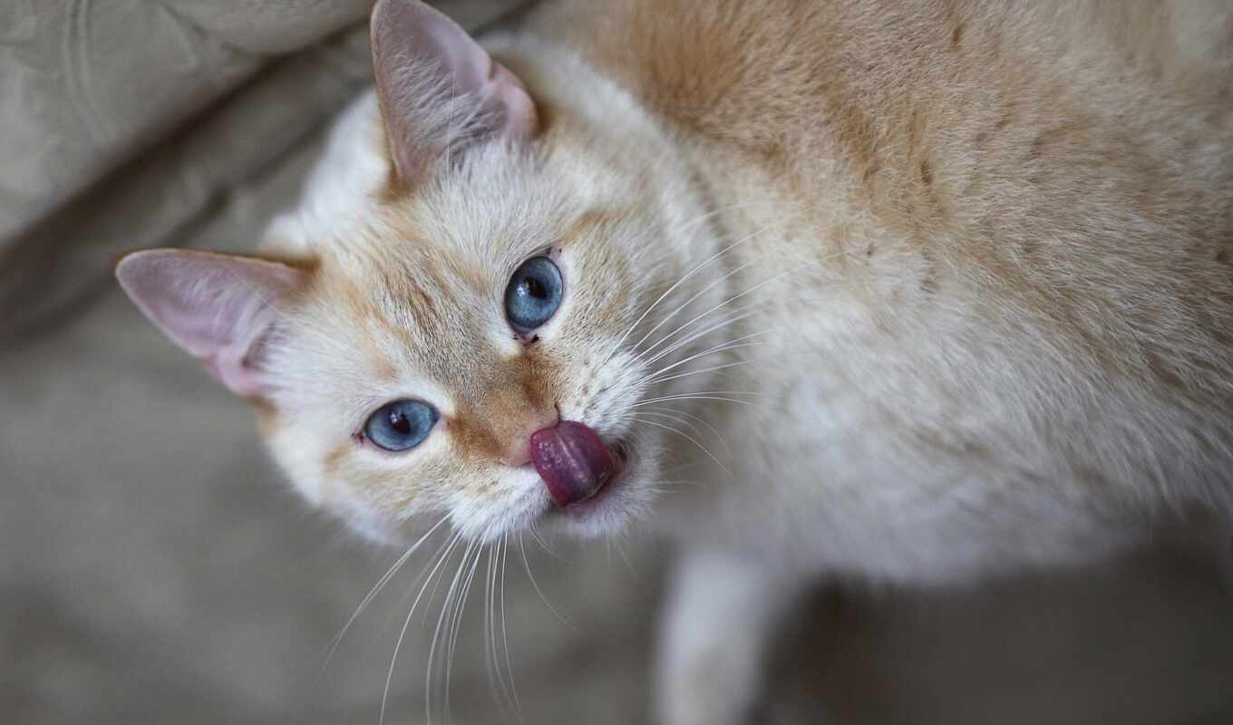 cat, language, lick