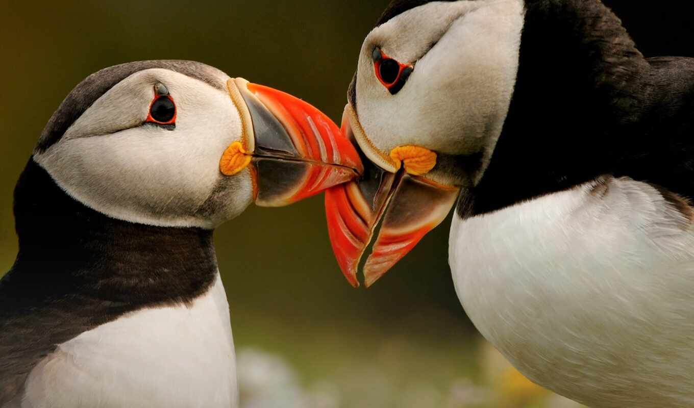 остров, animal, атлантический, pair, puffin