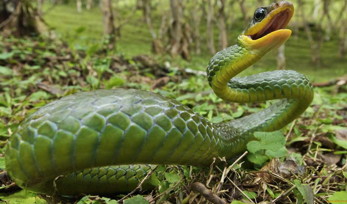 змеи, зелёная, змея, мем