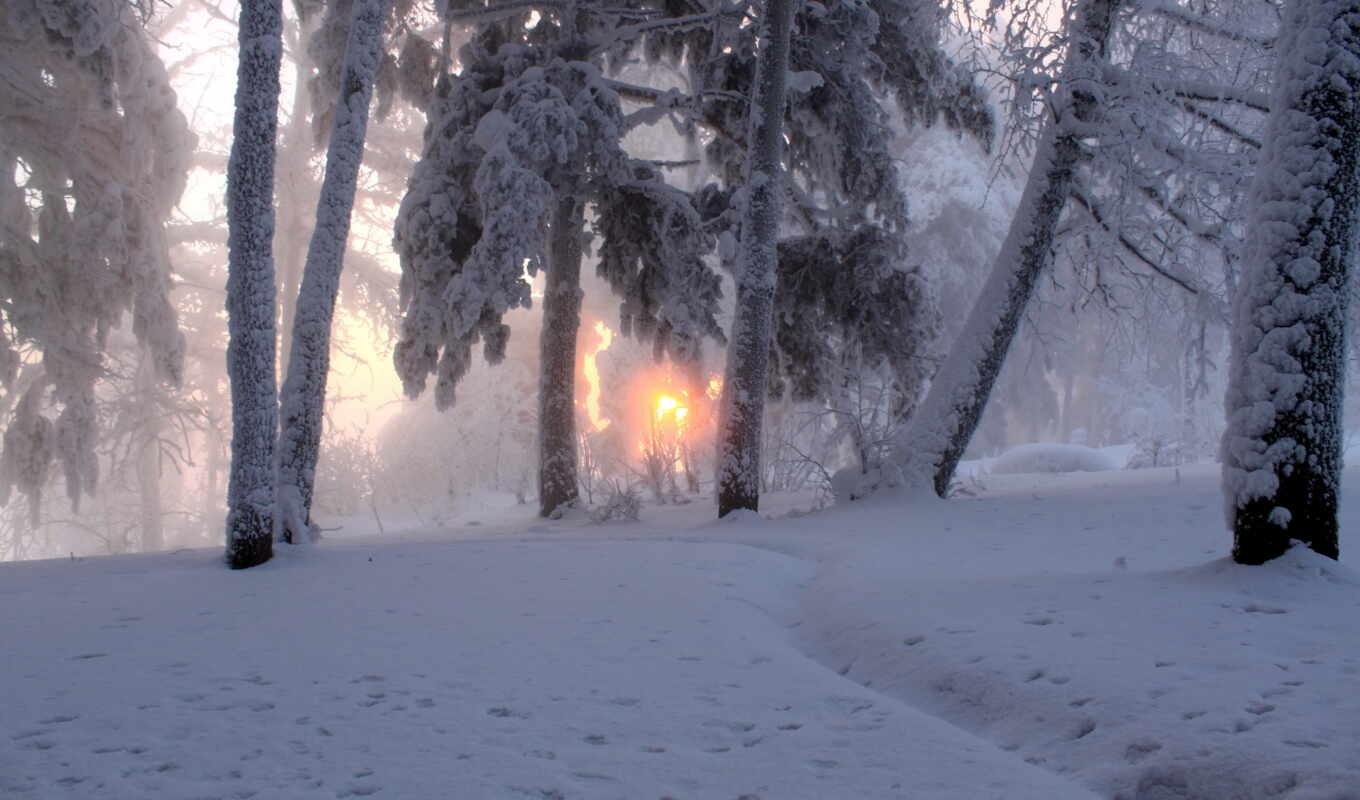 trees, sun, snow, winter, fog