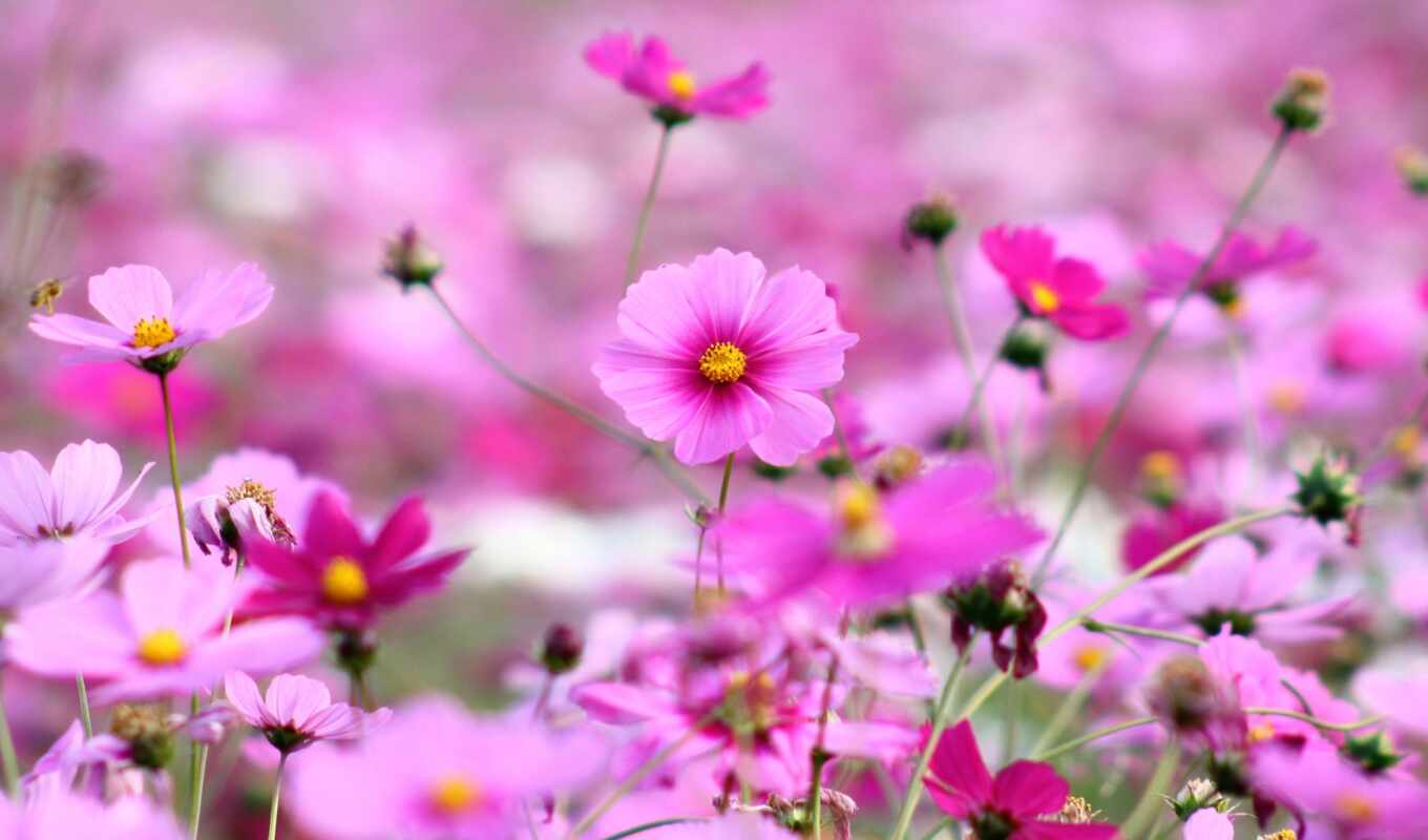 flowers, grass, petals, pink, bright, cosmea