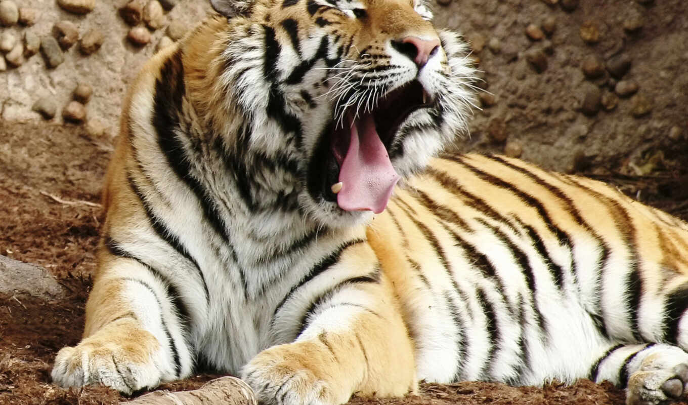 тигр, tigre, animais, imagens, tigres, branco, bengala