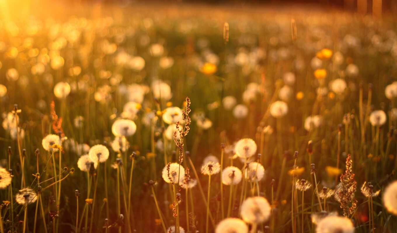 nature, sun, grass, sunset, field, dandelions