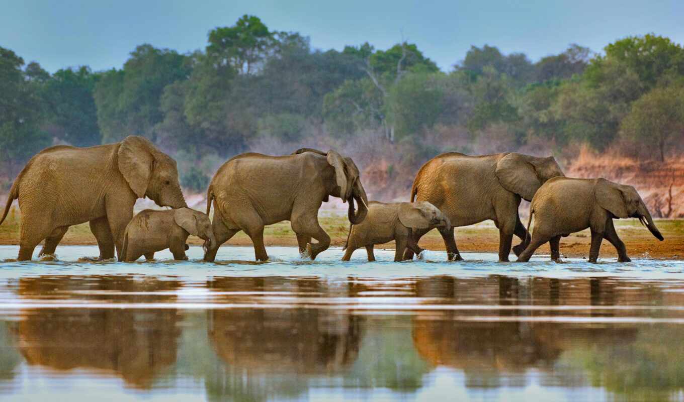 слон, слоны, река, пересечение, african, извилины, zhivotnye, bing, замбия, luangwa
