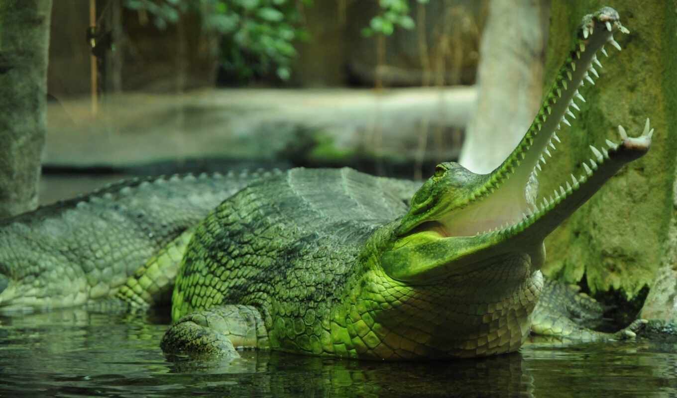 крокодил, doo, gharial