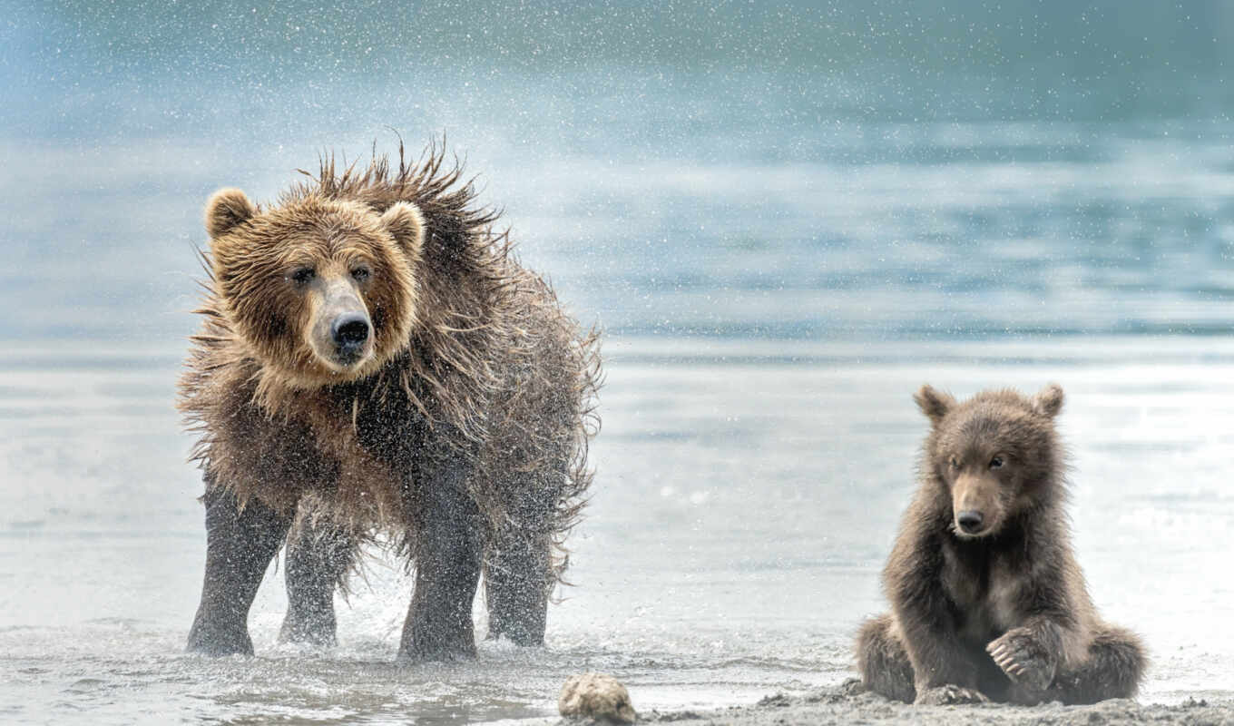 фото, снег, сова, медведь, wet, ursa, камчатка, заставка, stokovyi, medvezhonok
