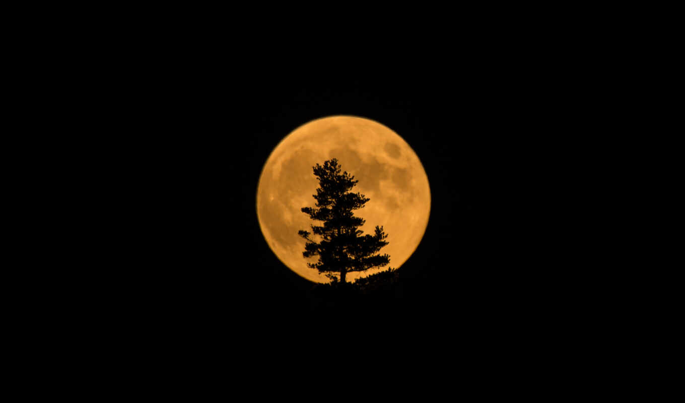изображение, дерево, луна, спутник, eclipse, силуэт, trees, силуэты