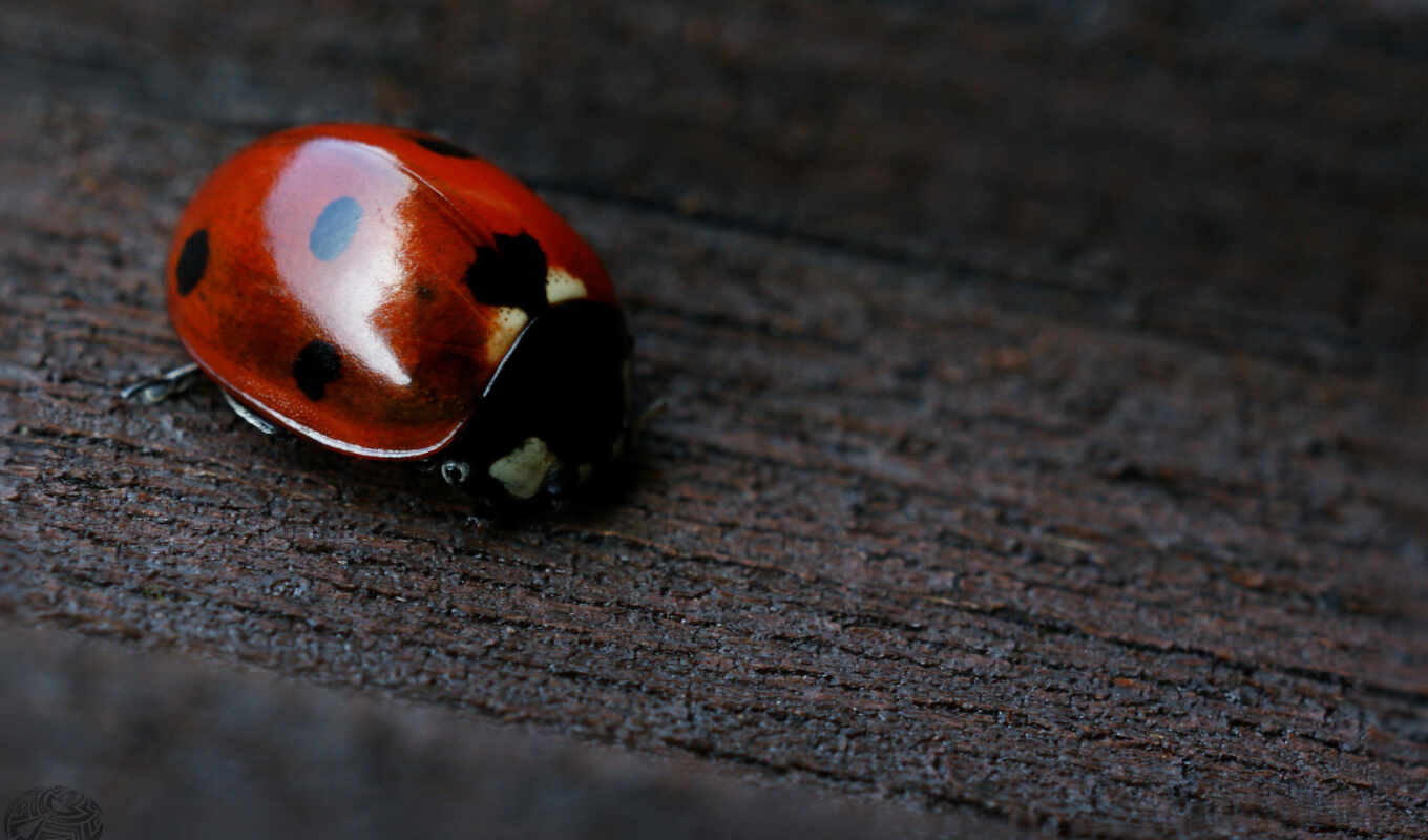 black, background, red, amazing, ladybug