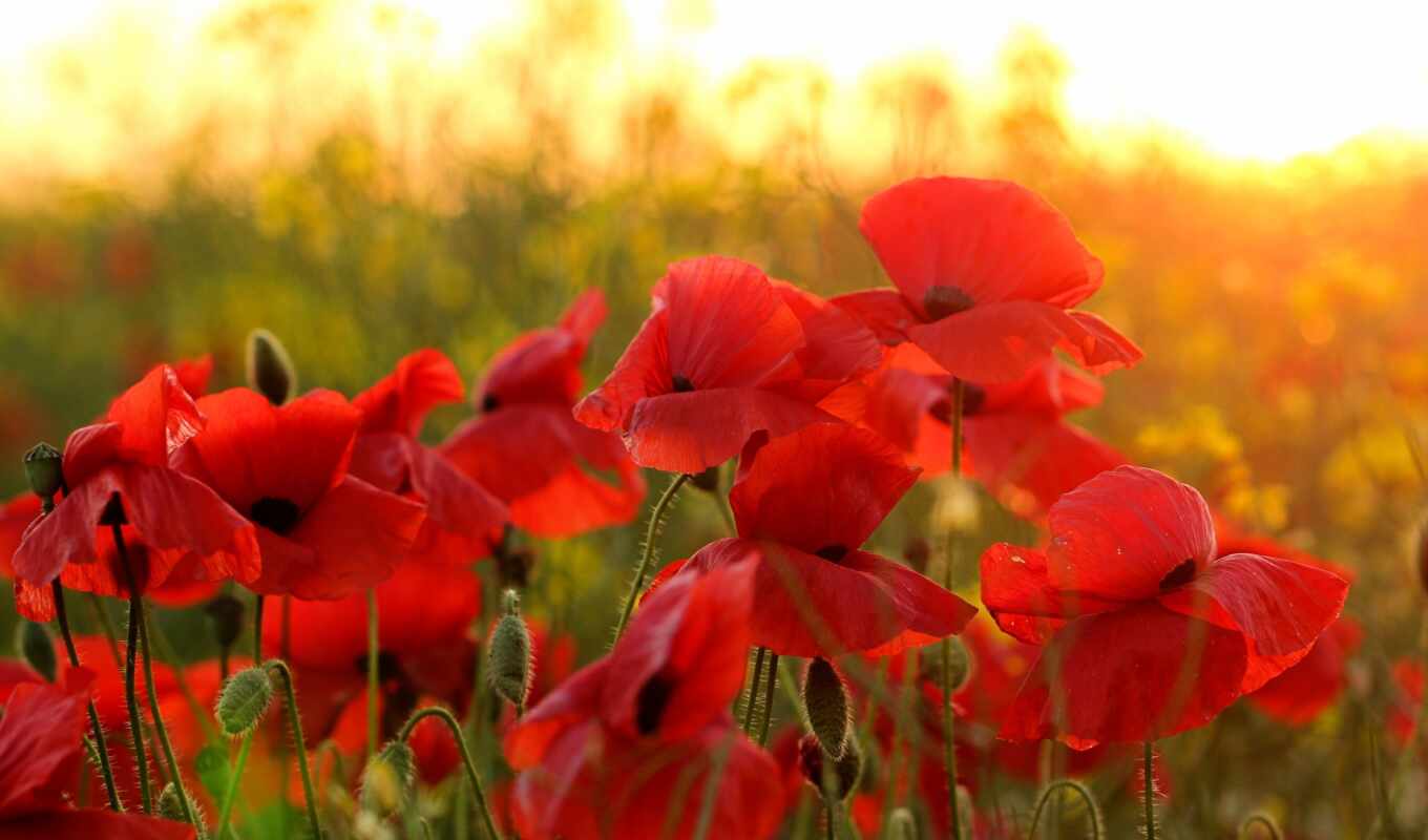 picture, sunset, field, definition, poppy, awesome, id, modular