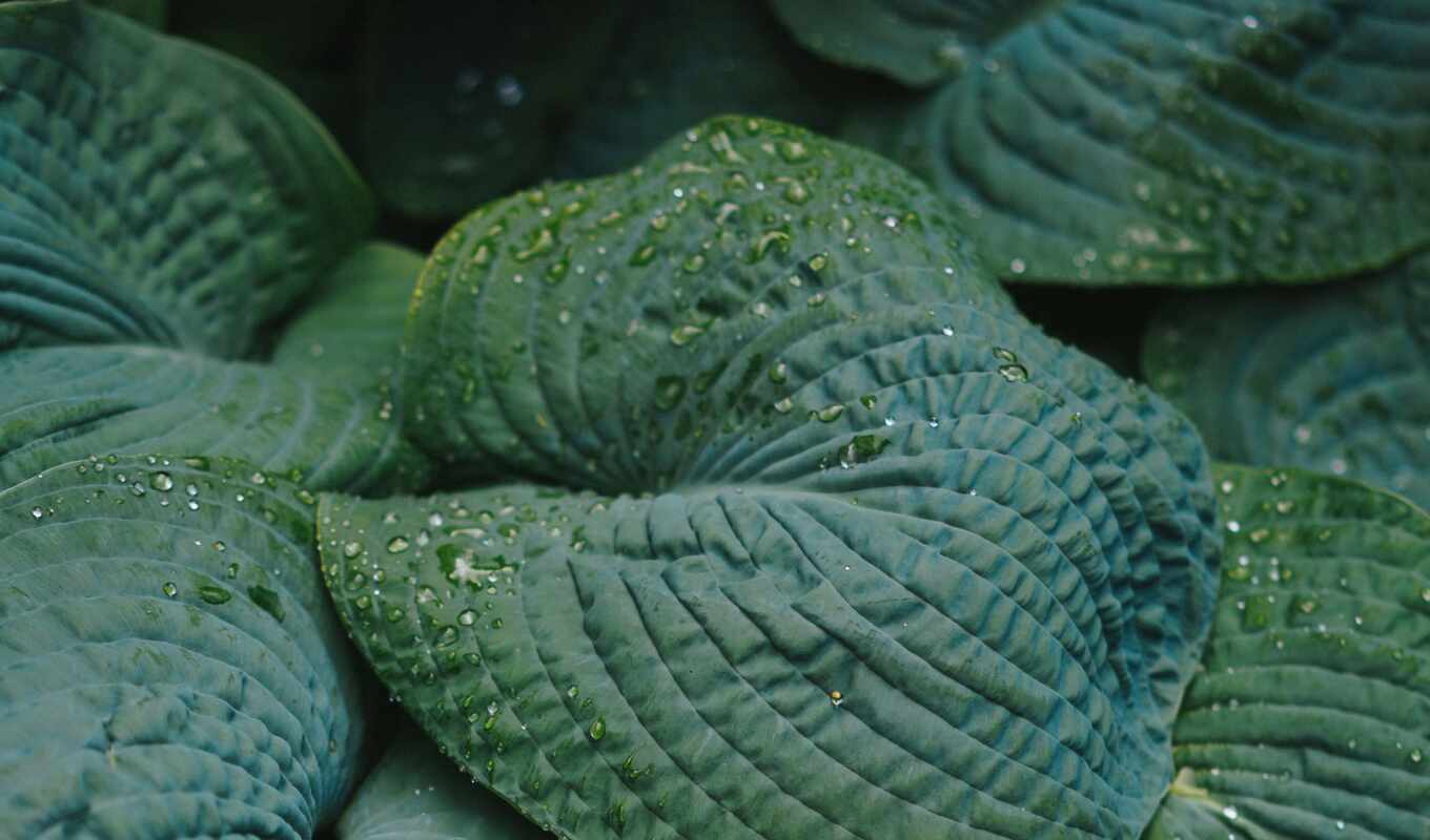 photo, sheet, green, dew, leaf