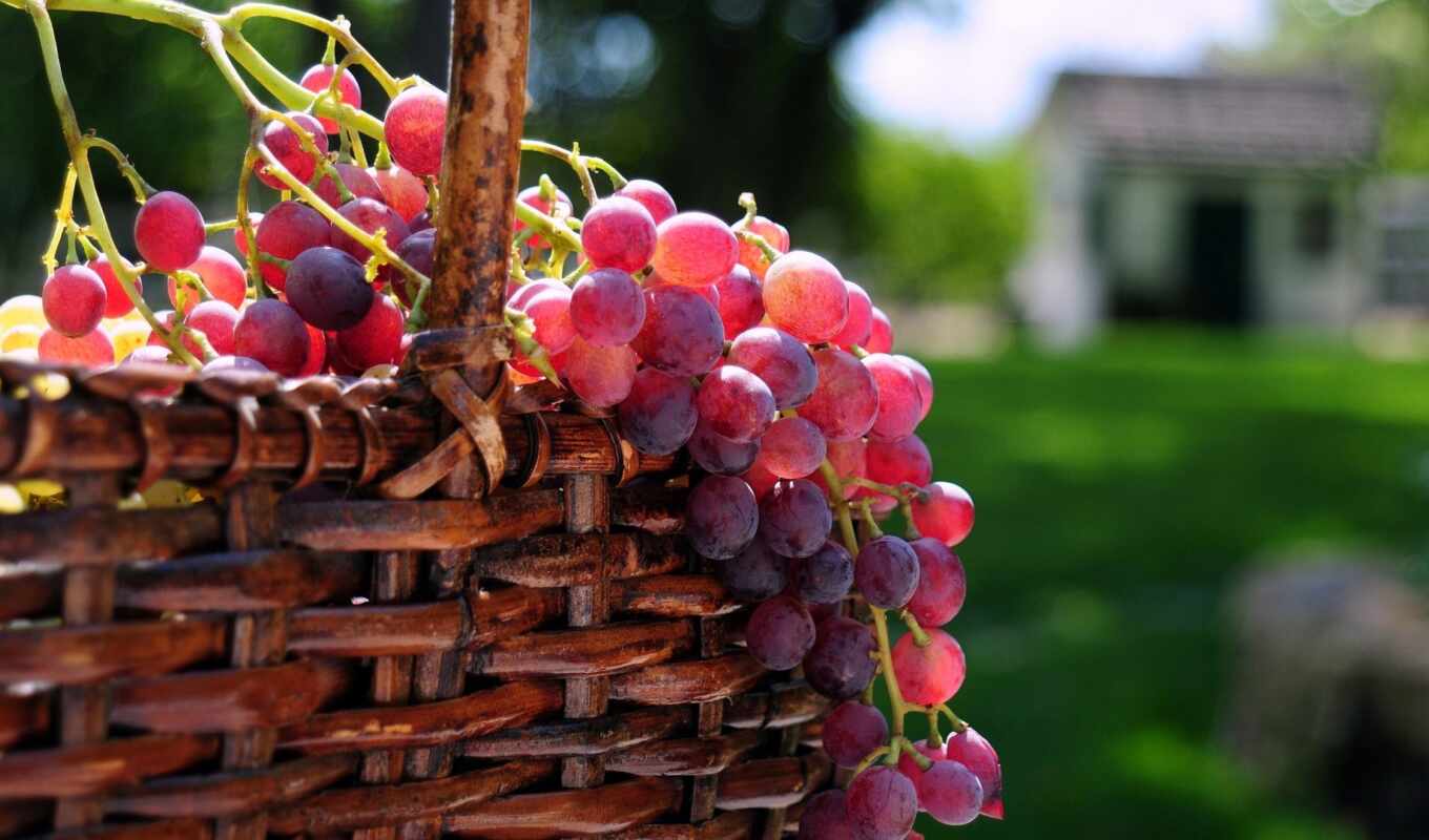 корзина, виноград