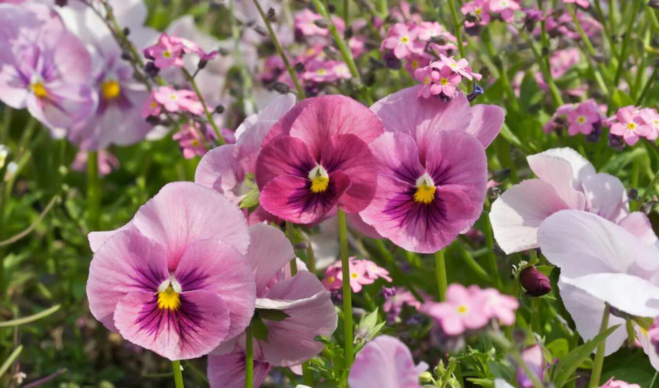 nature, flowers, summer, pink, pink, pansy