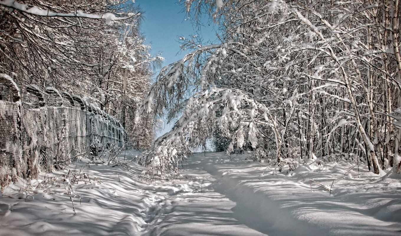 дерево, снег, winter
