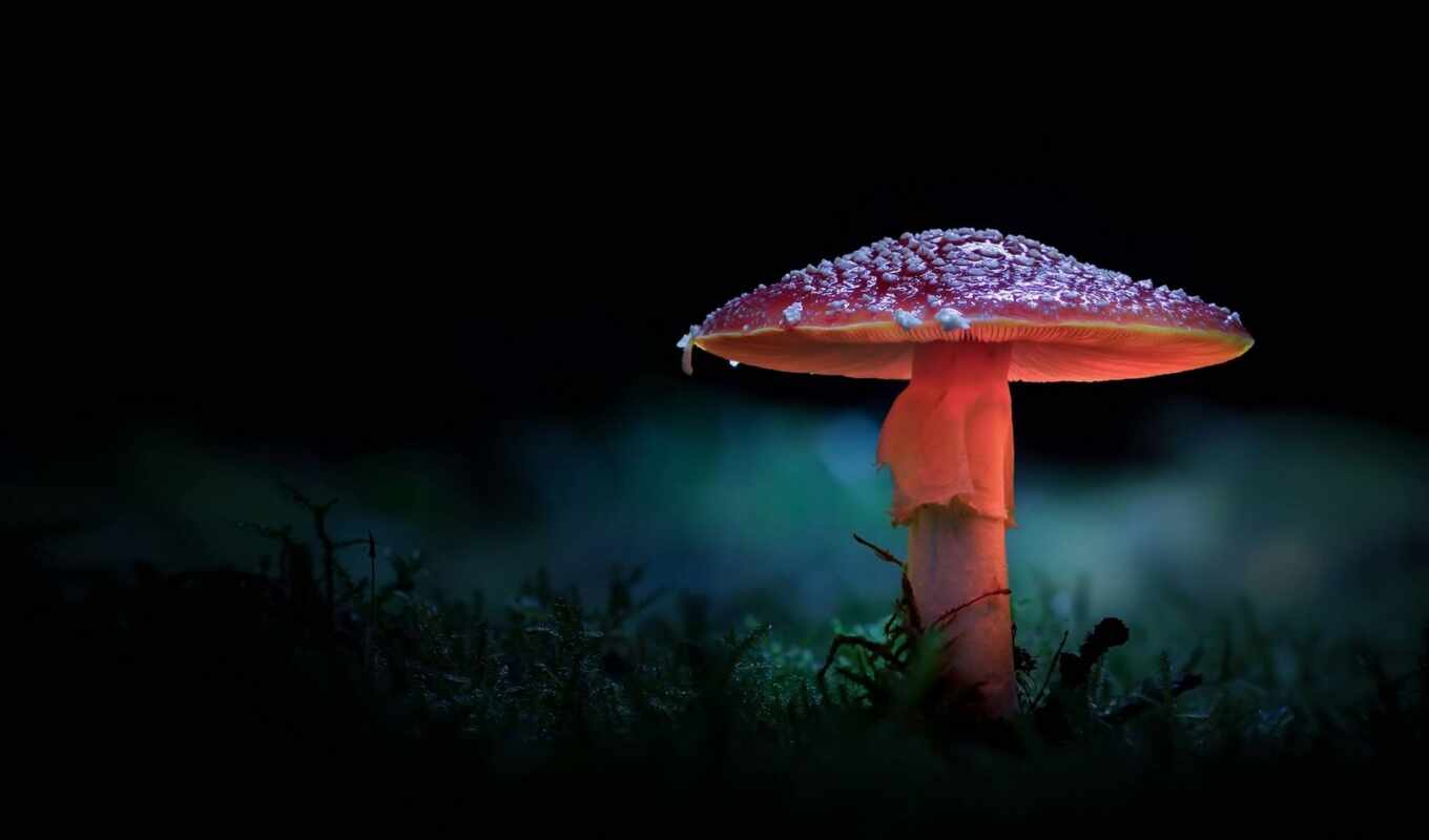nature, mushroom