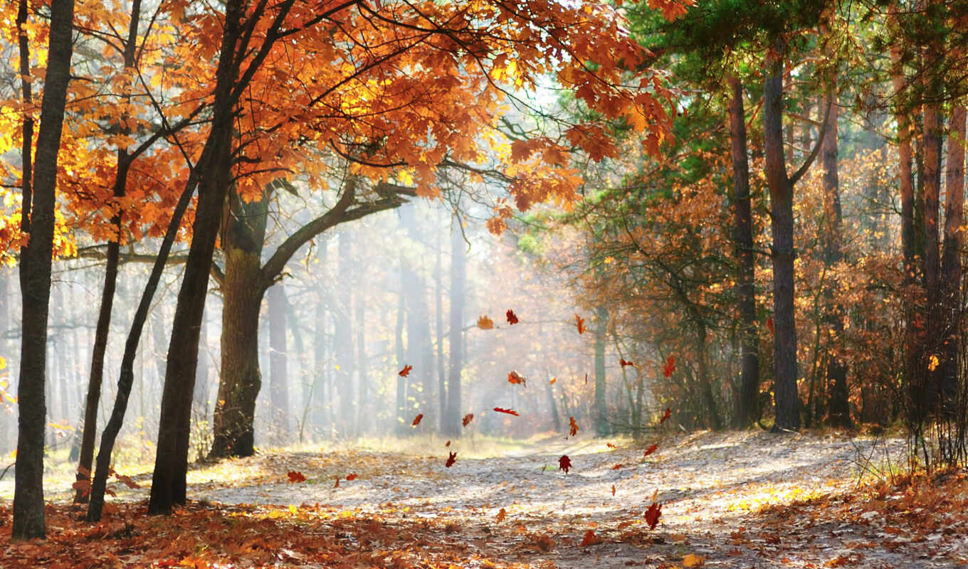 nature, picture, road, years, time, autumn, foliage, autumn, trees, fog, falling