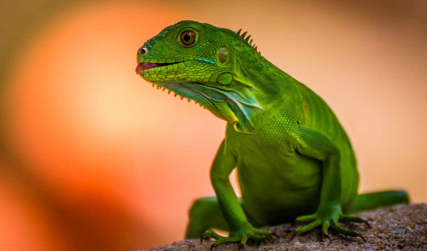 free, texture, green, these, lizard, reptile, high - quality