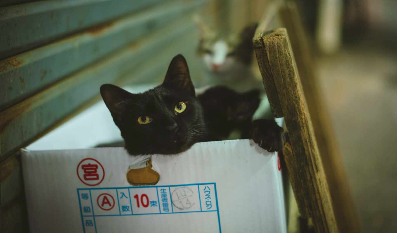 black, кот, box
