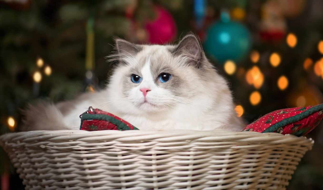 blue, eye, cat, beauty, basket, ragdoll