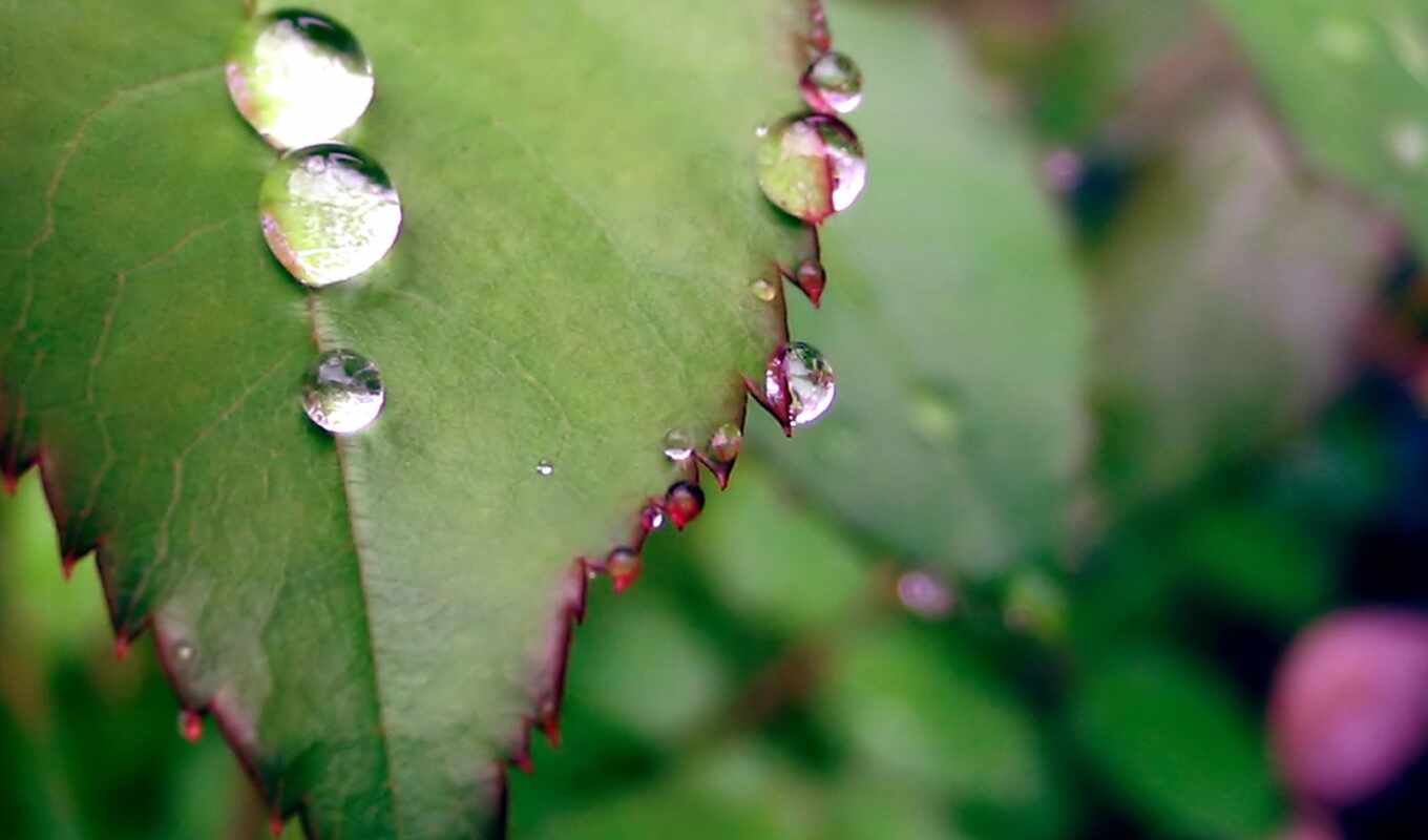 greenery, droplets, dew, leaf