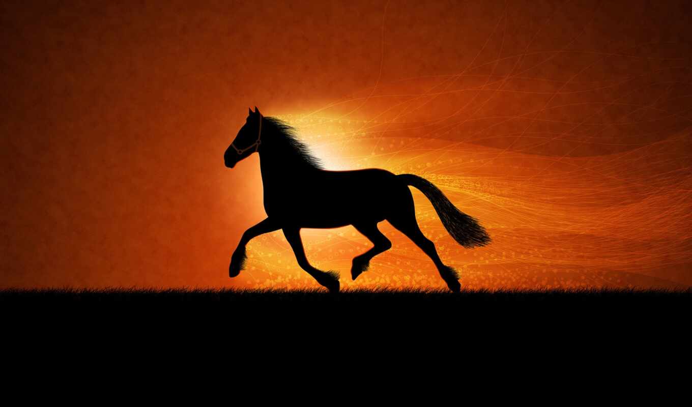 horse, sunset, horses, shadow, zhivotnye
