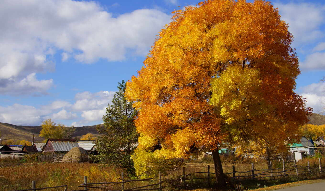 природа, дерево, осень, деревня, краски